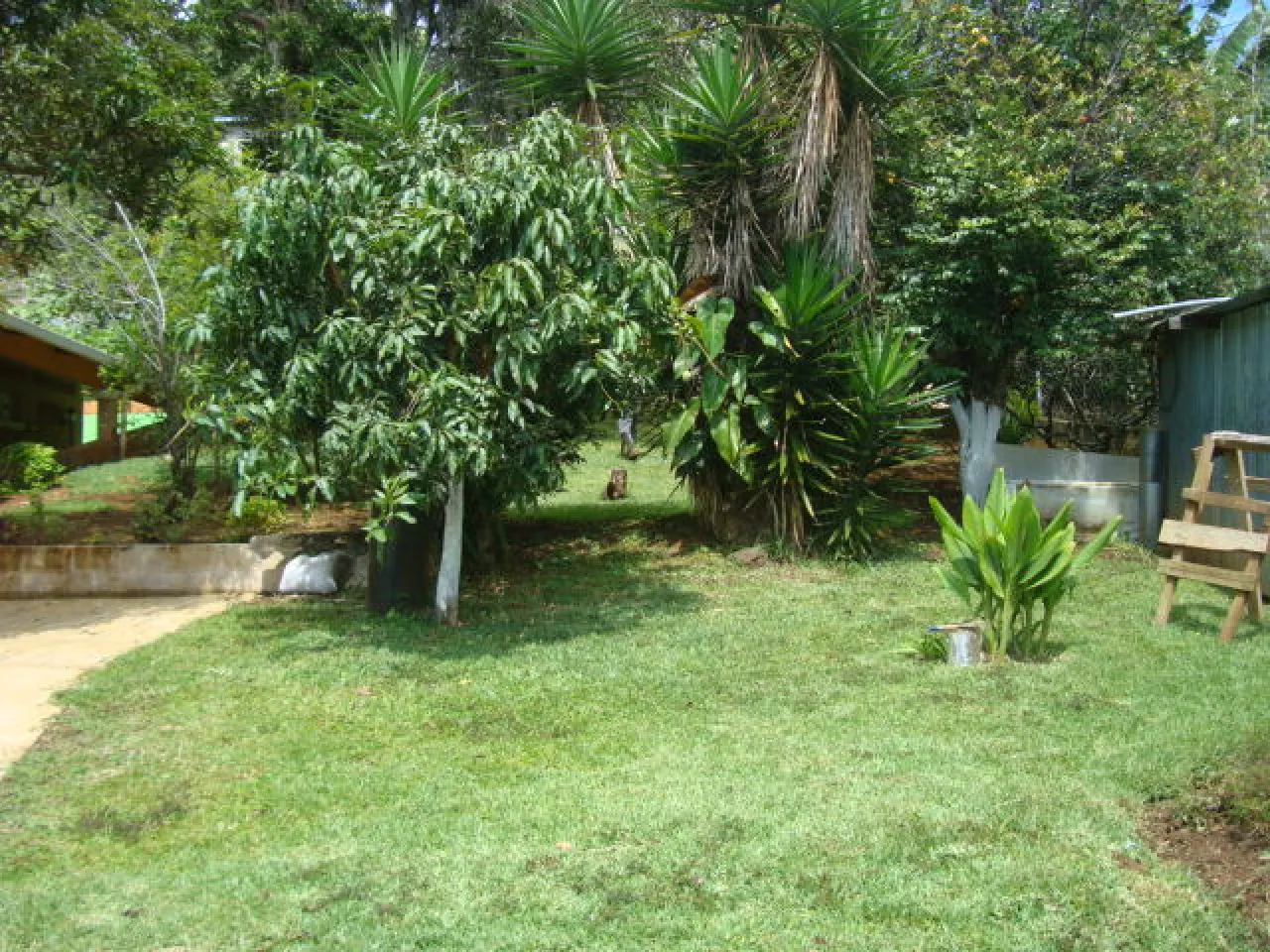 Área verde con cesped y diferentes arboles.
